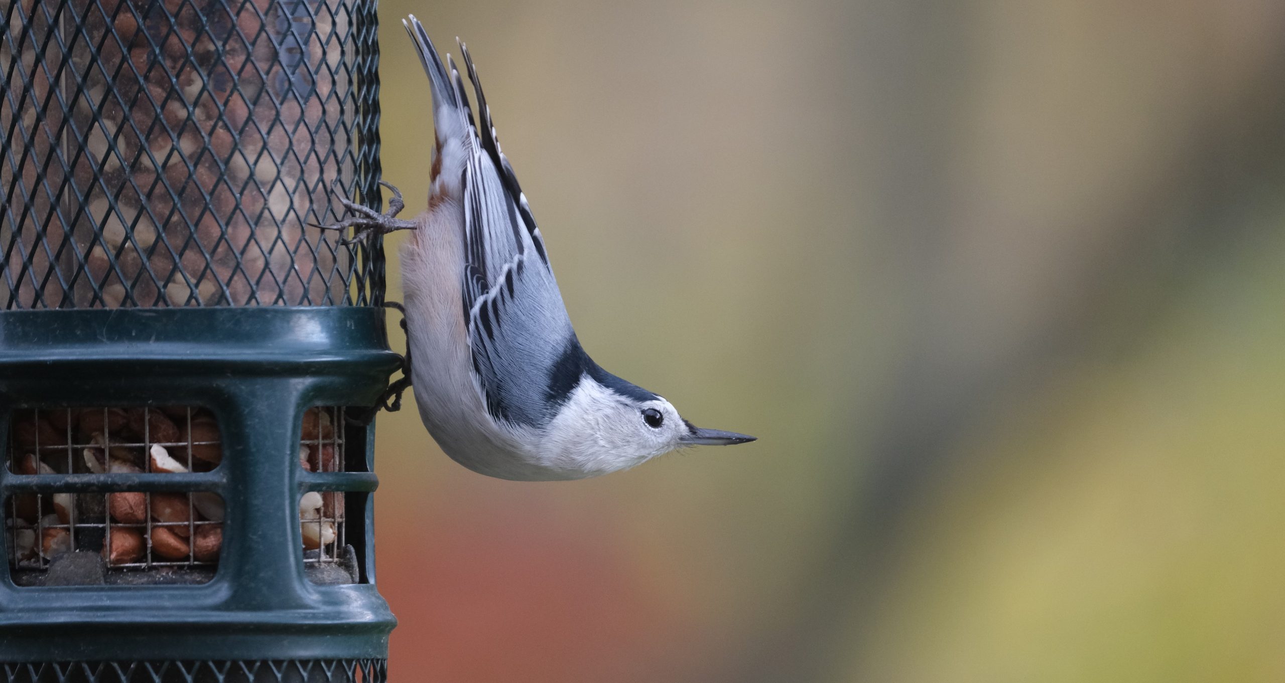 Bird Supply Store -Bird Supply Store White breasted Nuthatch Kerrie Wilcox Banner scaled 1
